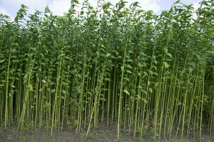 Jute plants growing in a field in the countryside of Bangladesh photo