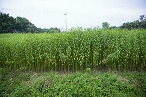 Jute plants growing in a field in the countryside of Bangladesh photo