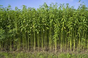 Jute plants growing in a field in the countryside of Bangladesh photo