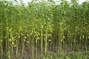 yute plantas creciente en un campo en el campo de Bangladesh foto