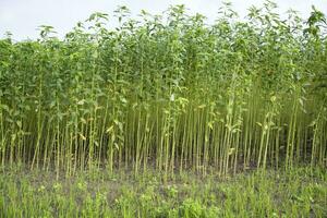 yute plantas creciente en un campo en el campo de Bangladesh foto