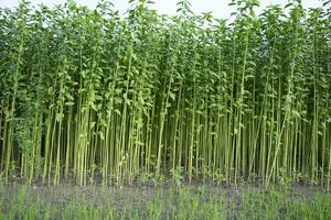 yute plantas creciente en un campo en el campo de Bangladesh foto