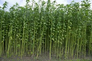 yute plantas creciente en un campo en el campo de Bangladesh foto