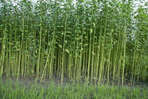 yute plantas creciente en un campo en el campo de Bangladesh foto