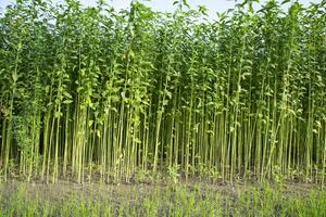 yute plantas creciente en un campo en el campo de Bangladesh foto