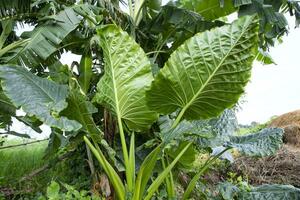 verde alocasia o elefante oído árbol planta natural textura antecedentes foto