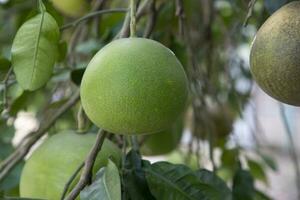 Green Pomelo Citrus grandis Pomelos are the most prominent fruits oranges hanging on the tree branch photo