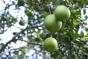 Green Pomelo Citrus grandis Pomelos are the most prominent fruits oranges hanging on the tree branch photo
