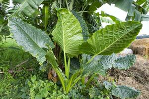 Green Alocasia or Elephant ear  tree plant Natural Texture background photo