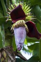 Blossom Banana Flower is a healthy nutrition vegetable on the garden tree photo