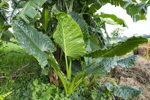 Green Alocasia or Elephant ear  tree plant Natural Texture background photo