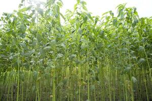 verde yute plantación campo. crudo yute planta modelo textura antecedentes. esta es el llamado dorado fibra en Bangladesh foto