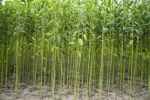 verde yute plantación campo. crudo yute planta modelo textura antecedentes. esta es el llamado dorado fibra en Bangladesh foto