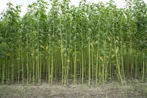 verde yute plantación campo. crudo yute planta modelo textura antecedentes. esta es el llamado dorado fibra en Bangladesh foto