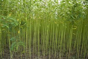 Green jute Plantation field.  Raw Jute plant pattern Texture background. This is the Called Golden Fiber in Bangladesh photo