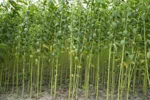 verde yute plantación campo. crudo yute planta modelo textura antecedentes. esta es el llamado dorado fibra en Bangladesh foto