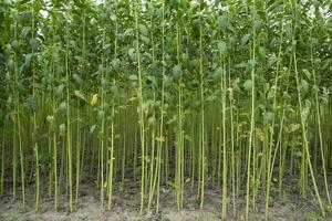 verde yute plantación campo. crudo yute planta modelo textura antecedentes. esta es el llamado dorado fibra en Bangladesh foto