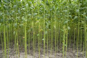 verde yute plantación campo. crudo yute planta modelo textura antecedentes. esta es el llamado dorado fibra en Bangladesh foto