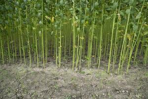 verde yute plantación campo. crudo yute planta modelo textura antecedentes. esta es el llamado dorado fibra en Bangladesh foto