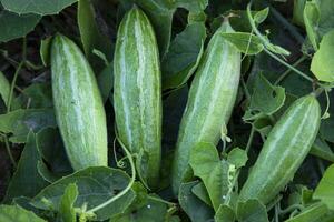 Pointed gourd growing in the garden. selective Focus photo