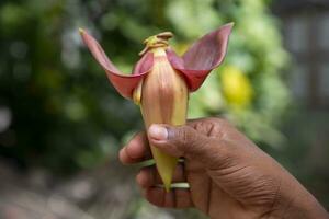 plátano flor en mano, bangladesh científico nombre musa acuta foto