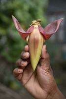 Banana flower in hand, Bangladesh. Scientific name Musa acuta photo