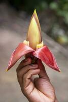 Banana flower in hand, Bangladesh. Scientific name Musa acuta photo