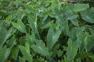 Taro leaf in the garden, Taro leaves background, Colocasia esculenta photo