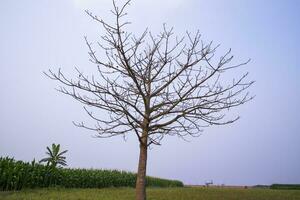 Lonely Bombax ceiba tree  in the field under the blue sky photo