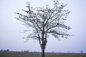 Lonely Bombax ceiba tree  in the field under the blue sky photo