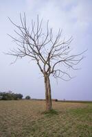 Lonely Bombax ceiba tree  in the field under the blue sky photo