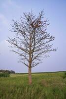 solitario bombax ceiba árbol en el campo debajo el azul cielo foto