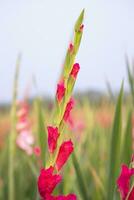 Beautiful Pink Gladiolus flowers in the field. Selective Focus photo