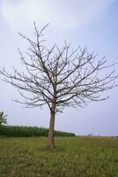 Lonely Bombax ceiba tree  in the field under the blue sky photo