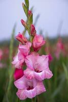 hermosa rosado gladiolo flores en el campo. selectivo atención foto