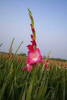 Beautiful Pink Gladiolus flowers in the field. Selective Focus photo