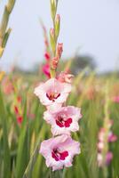 Beautiful Pink Gladiolus flowers in the field. Selective Focus photo