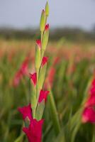 hermosa rosado gladiolo flores en el campo. selectivo atención foto