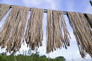 Golden wet raw jute fiber hanging under the sunlight for drying in Bangladesh photo