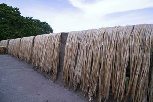 Golden wet raw jute fiber hanging under the sunlight for drying in Bangladesh photo