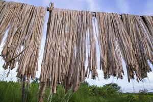 Golden wet raw jute fiber hanging under the sunlight for drying in Bangladesh photo