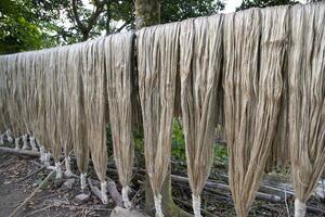 Golden wet raw jute fiber hanging under the sunlight for drying in Bangladesh photo