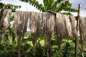 Golden wet raw jute fiber hanging under the sunlight for drying in Bangladesh photo