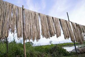 Golden wet raw jute fiber hanging under the sunlight for drying in Bangladesh photo