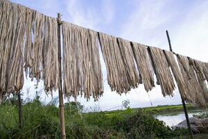 Golden wet raw jute fiber hanging under the sunlight for drying in Bangladesh photo