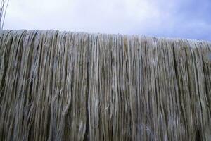 Golden wet raw jute fiber hanging under the sunlight for drying in Bangladesh photo