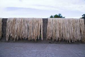 Golden wet raw jute fiber hanging under the sunlight for drying in Bangladesh photo