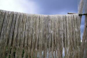 Golden wet raw jute fiber hanging under the sunlight for drying in Bangladesh photo