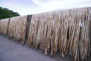 Golden wet raw jute fiber hanging under the sunlight for drying in Bangladesh photo