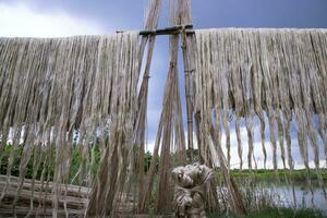 Golden wet raw jute fiber hanging under the sunlight for drying in Bangladesh photo